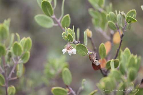 pointleaf manzanita