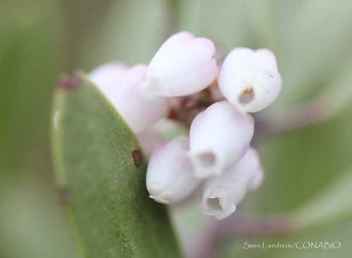 pointleaf manzanita