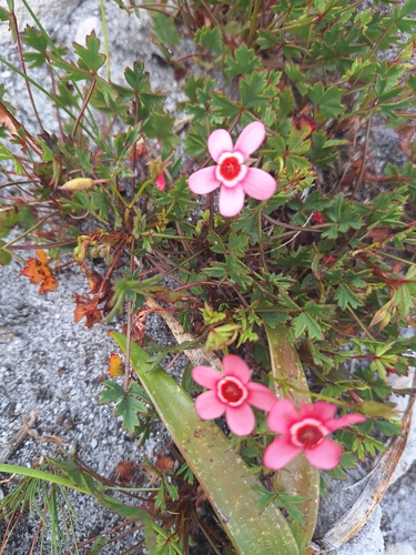 Image of Ring Storksbill (Pelargonium incarnatum) by (c) Adele SL, some rights reserved (CC BY)