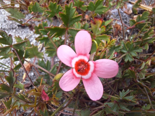 Image of Pelargonium incarnatum by (c) Adele SL, some rights reserved (CC BY)