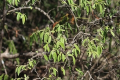 Neopringlea
