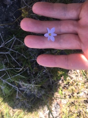 Sisyrinchium mucronatum