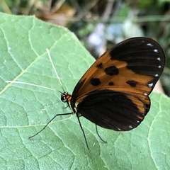 Mechanitis messenoides