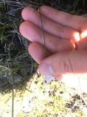 Sisyrinchium mucronatum