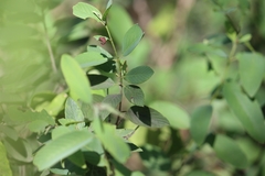 Karwinskia humboldtiana
