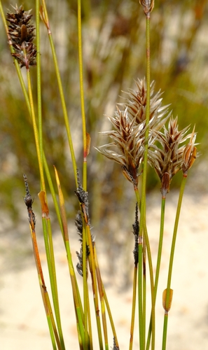 Vleiberg Paper-reed (Askidiosperma delicatulum)