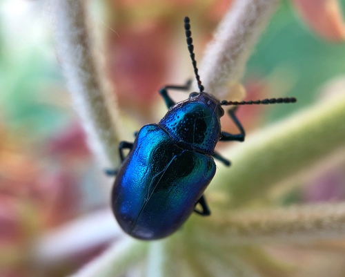 Cobalt Milkweed Beetle