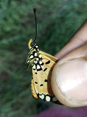 Acraea terpsicore