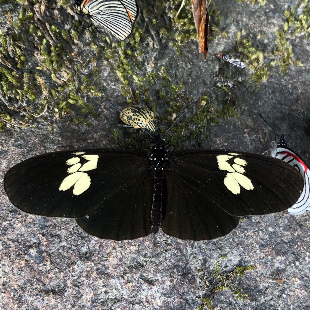 Eueides heliconioides