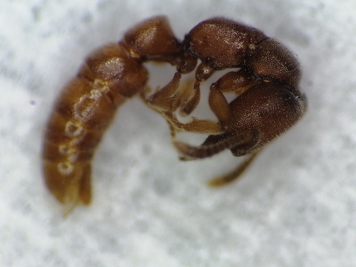 Stigmatomma octodentatumStigmatomma octodentatum