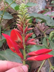 Erythrina breviflora