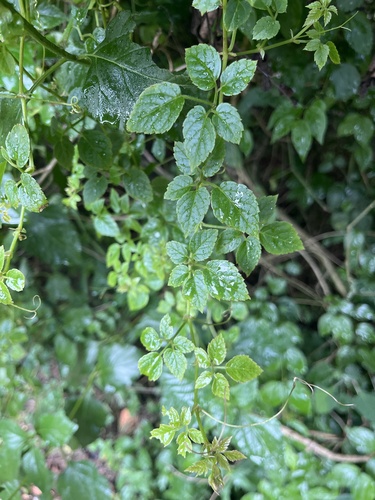 Cyphostemma adenocaule