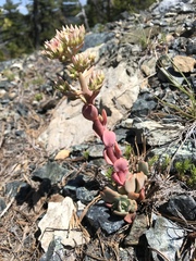 Sedum laxum