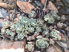 Sedum laxum