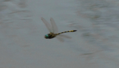 Macromia pacifica