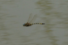 Macromia pacifica