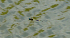 Macromia pacifica