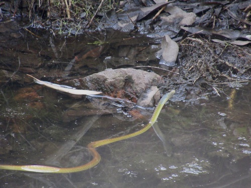 Common Tree Snake sighting