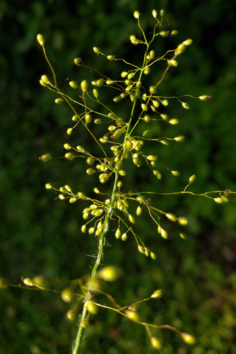Dichanthelium scribnerianum, photograph 4
