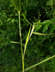 Dichanthelium scribnerianum, photograph aarongunnar, CC BY, iNaturalist via GBIF