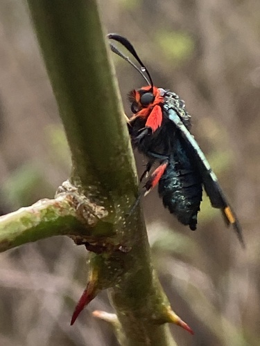 Goldspot Burnet