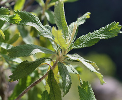 Wild camphor bush (Tarchonanthus trilobus)