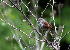 Spizella atrogularis