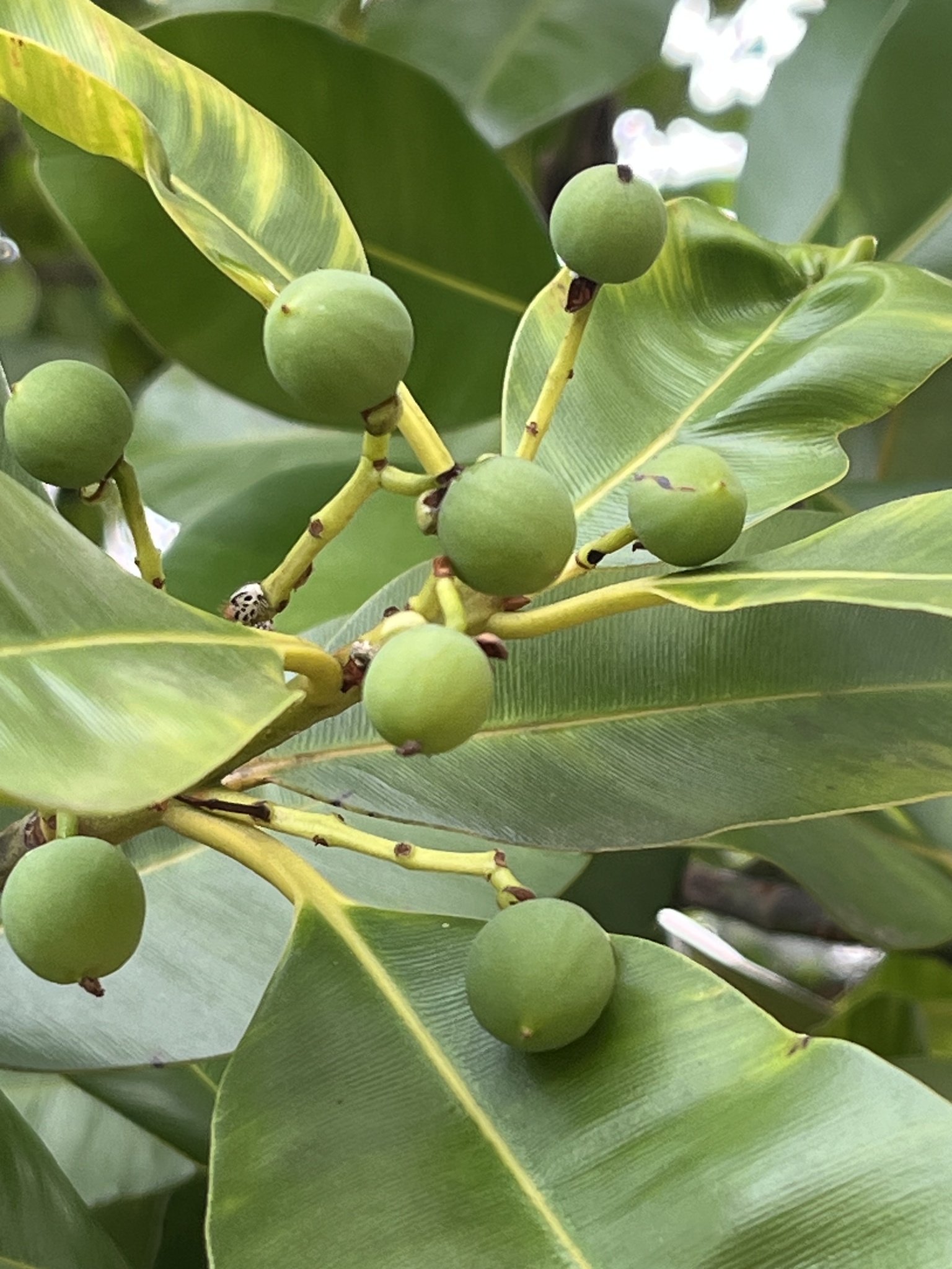 Calophyllum brasiliense