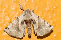 Apatelodes torrefacta