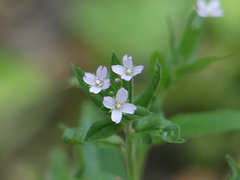 Epilobium adenocaulon