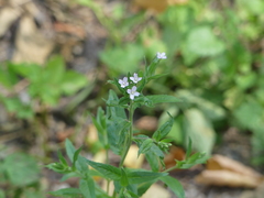 Epilobium adenocaulon