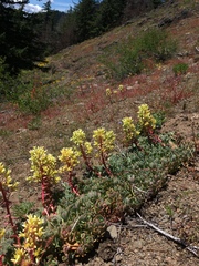 Sedum oregonense