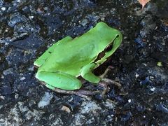 Hyla intermedia