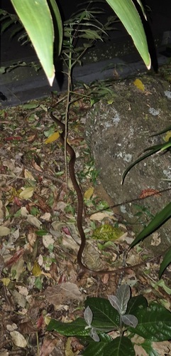 Brown Tree Snake sighting