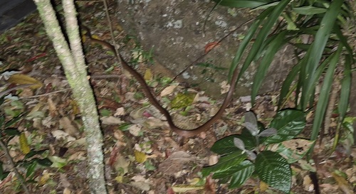 Brown Tree Snake sighting