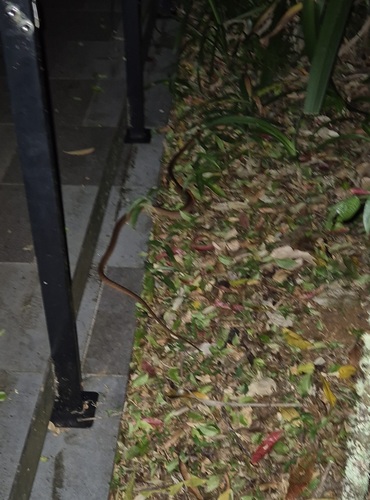 Brown Tree Snake sighting