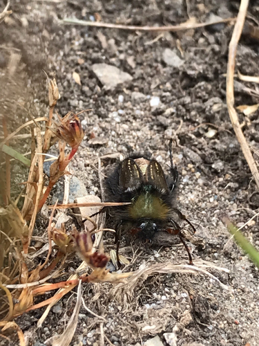 Glaphyridae