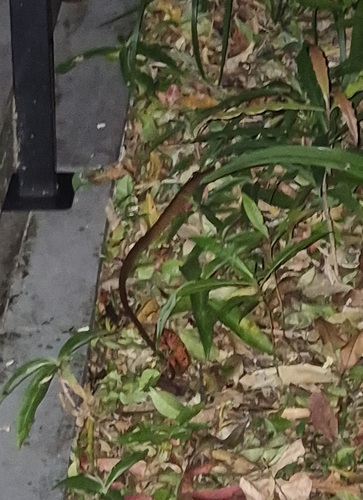 Brown Tree Snake sighting