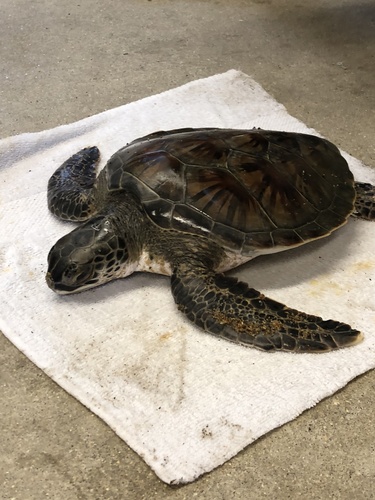 Green Sea Turtle photographed in Massachusetts