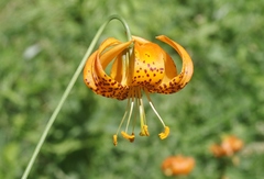 Lilium pardalinum shastense