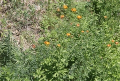 Lilium pardalinum shastense