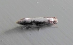 Monopis dorsistrigella