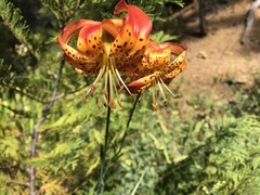 Lilium pardalinum vollmeri