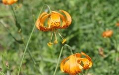 Lilium pardalinum shastense