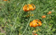 Lilium pardalinum shastense
