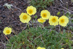 Papaver radicatum alaskanum