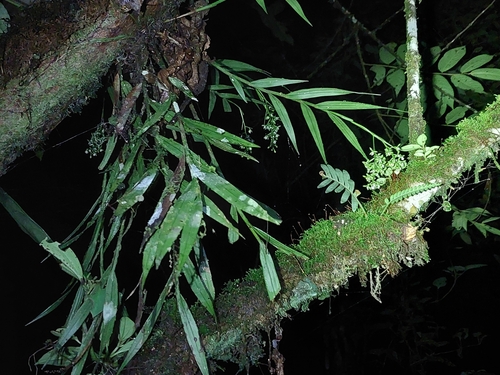 Epidendrum parviflorum (Lindl.) Lindl. 2