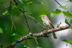 Phylloscopus schwarzi