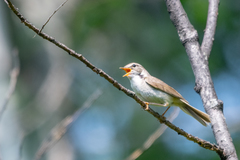 Phylloscopus schwarzi