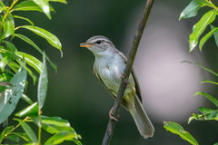 Phylloscopus schwarzi